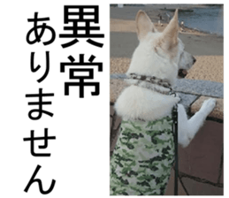 THE White Shepherd Dog! No,2 (P) sticker #13803150