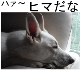 THE White Shepherd Dog! No,2 (P) sticker #13803152