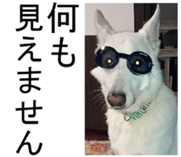 THE White Shepherd Dog! No,2 (P) sticker #13803153