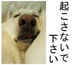 THE White Shepherd Dog! No,2 (P) sticker #13803158