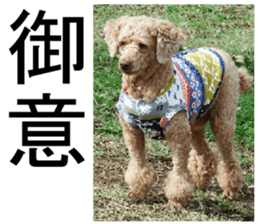 THE White Shepherd Dog! No,2 (P) sticker #13803159