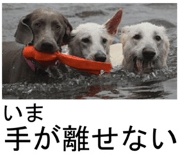 THE White Shepherd Dog! No,2 (P) sticker #13803160