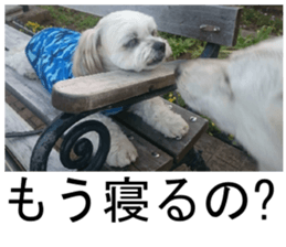 THE White Shepherd Dog! No,2 (P) sticker #13803161