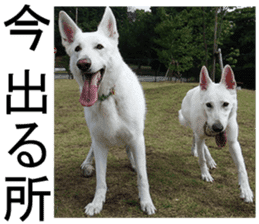 THE White Shepherd Dog! No,2 (P) sticker #13803162