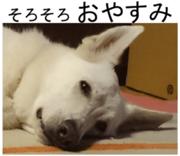 THE White Shepherd Dog! No,2 (P) sticker #13803165