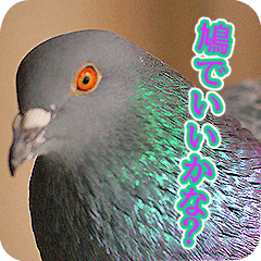 Glistening pigeon sticker