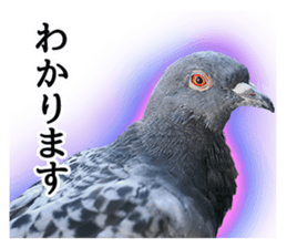 Glistening pigeon sticker sticker #13804303