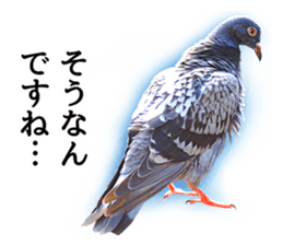 Glistening pigeon sticker sticker #13804304