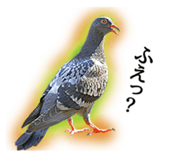 Glistening pigeon sticker sticker #13804305