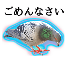Glistening pigeon sticker sticker #13804306