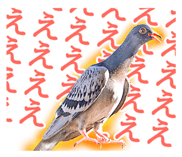 Glistening pigeon sticker sticker #13804307