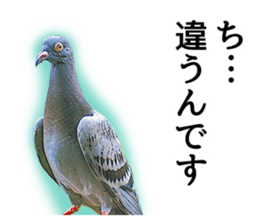 Glistening pigeon sticker sticker #13804308