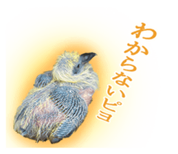 Glistening pigeon sticker sticker #13804309