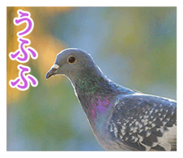 Glistening pigeon sticker sticker #13804311
