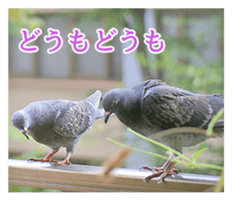 Glistening pigeon sticker sticker #13804312