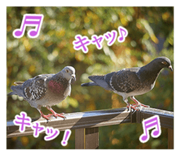 Glistening pigeon sticker sticker #13804313