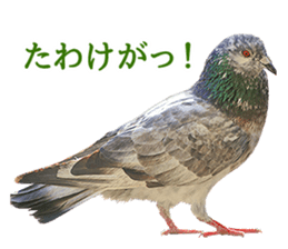 Glistening pigeon sticker sticker #13804317