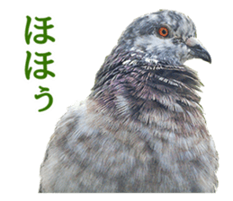 Glistening pigeon sticker sticker #13804319