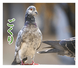 Glistening pigeon sticker sticker #13804320