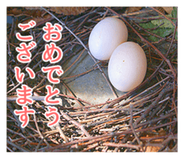 Glistening pigeon sticker sticker #13804321