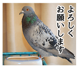 Glistening pigeon sticker sticker #13804323