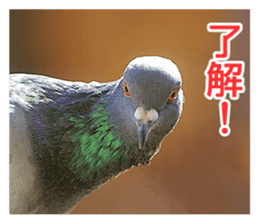 Glistening pigeon sticker sticker #13804324