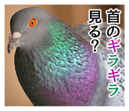 Glistening pigeon sticker sticker #13804325