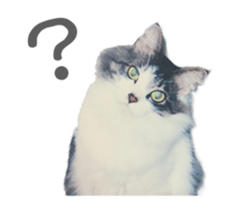 fluffy cat photograph Sticker sticker #13804583