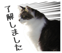 fluffy cat photograph Sticker sticker #13804585