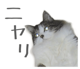 fluffy cat photograph Sticker sticker #13804586