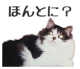 fluffy cat photograph Sticker sticker #13804587