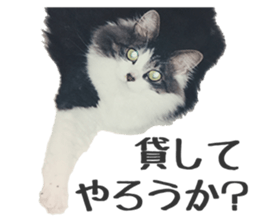 fluffy cat photograph Sticker sticker #13804588