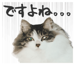 fluffy cat photograph Sticker sticker #13804590