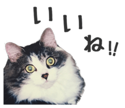 fluffy cat photograph Sticker sticker #13804591