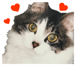 fluffy cat photograph Sticker sticker #13804592