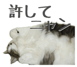 fluffy cat photograph Sticker sticker #13804593