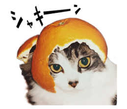 fluffy cat photograph Sticker sticker #13804594