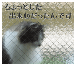 fluffy cat photograph Sticker sticker #13804595