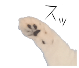 fluffy cat photograph Sticker sticker #13804596