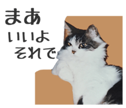 fluffy cat photograph Sticker sticker #13804597