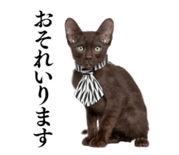 Cat Photo Stickers 02 sticker #13811346