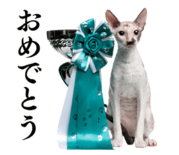 Cat Photo Stickers 02 sticker #13811347