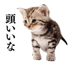 Cat Photo Stickers 02 sticker #13811351