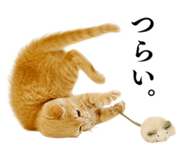 Cat Photo Stickers 02 sticker #13811352