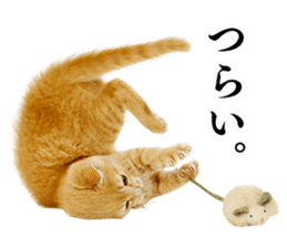 Cat Photo Stickers 02 sticker #13811352
