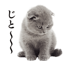 Cat Photo Stickers 02 sticker #13811353