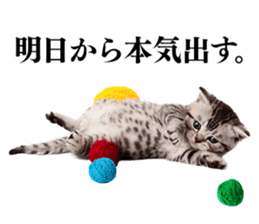 Cat Photo Stickers 02 sticker #13811354