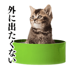 Cat Photo Stickers 02 sticker #13811355