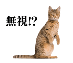 Cat Photo Stickers 02 sticker #13811356