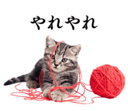 Cat Photo Stickers 02 sticker #13811357